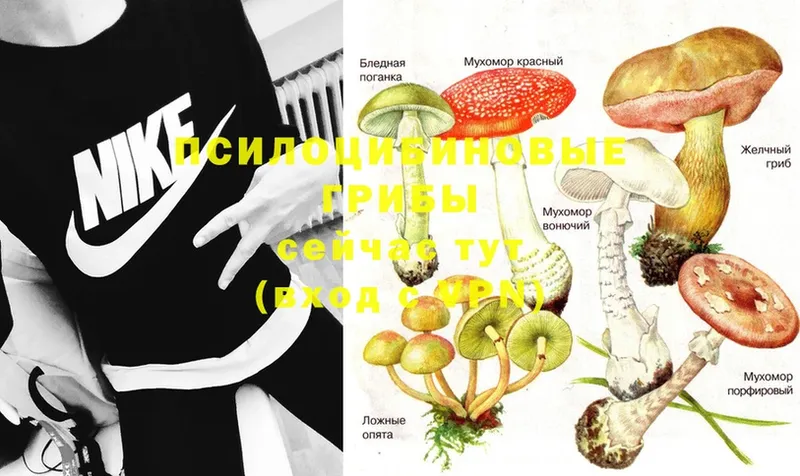 Псилоцибиновые грибы Psilocybe  купить наркоту  Звенигово 